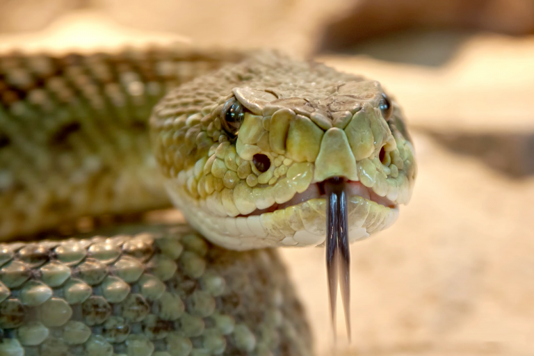 Che cosa rappresenta o chi è il serpente di Genesi 3?